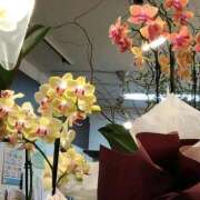 ヒメ日記 2025/08/31 22:19 投稿 りん奥様 人妻倶楽部　日本橋店