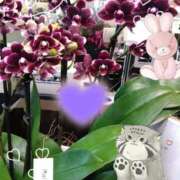 ヒメ日記 2025/11/30 21:46 投稿 りん奥様 人妻倶楽部　日本橋店