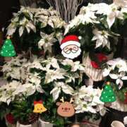 ヒメ日記 2025/12/16 21:56 投稿 りん奥様 人妻倶楽部　日本橋店