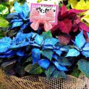 ヒメ日記 2025/12/25 21:46 投稿 りん奥様 人妻倶楽部　日本橋店