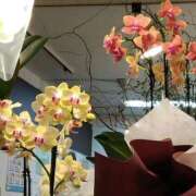 ヒメ日記 2026/01/09 23:16 投稿 りん奥様 人妻倶楽部　日本橋店