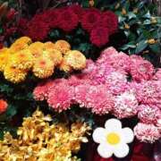 ヒメ日記 2026/01/21 21:56 投稿 りん奥様 人妻倶楽部　日本橋店