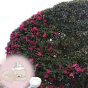 ヒメ日記 2026/01/30 21:56 投稿 りん奥様 人妻倶楽部　日本橋店