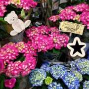 ヒメ日記 2026/04/23 21:46 投稿 りん奥様 人妻倶楽部　日本橋店