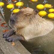 ヒメ日記 2026/02/12 08:33 投稿 牧原【まきはら】 丸妻 西船橋店