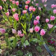 ヒメ日記 2026/03/11 14:57 投稿 りな セクシー(長崎)