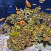 ヒメ日記 2026/03/23 10:27 投稿 りな セクシー(長崎)