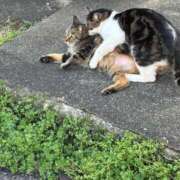 ヒメ日記 2026/03/31 12:18 投稿 りな セクシー(長崎)