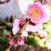 ヒメ日記 2025/02/25 09:18 投稿 りか アップル(長崎)