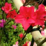 ヒメ日記 2025/04/03 02:33 投稿 りか アップル(長崎)