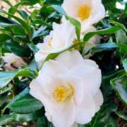 ヒメ日記 2025/05/17 18:42 投稿 りか アップル(長崎)