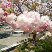 ヒメ日記 2026/04/24 08:27 投稿 りか アップル(長崎)