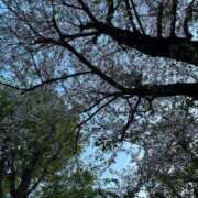 ヒメ日記 2025/04/10 12:24 投稿 みるく 熟女の風俗最終章 町田店