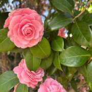 ヒメ日記 2026/04/20 11:50 投稿 みるく 熟女の風俗最終章 町田店