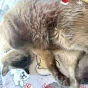 ヒメ日記 2024/12/19 15:16 投稿 めいか チューリップ仙台店