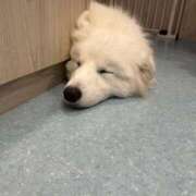 ヒメ日記 2025/10/30 00:29 投稿 釜戸咲 厚木OL委員会