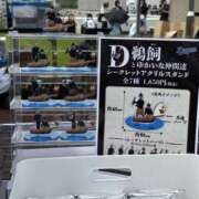 ヒメ日記 2026/06/24 00:11 投稿 釜戸咲 厚木OL委員会