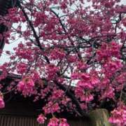 ヒメ日記 2025/03/20 23:22 投稿 ちえみ【Ｆカップ巨乳美女】 LIPS(リップス)