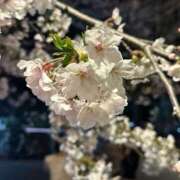 ヒメ日記 2026/03/29 22:01 投稿 永井 上野CLUB A(クラブ エー)