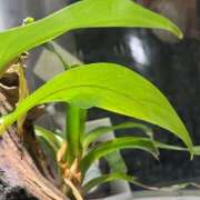 ヒメ日記 2025/05/18 13:39 投稿 水嶋　ねね 快楽園 大阪梅田