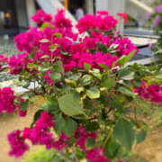 ヒメ日記 2025/09/02 09:42 投稿 水嶋　ねね 快楽園 大阪梅田