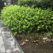 ヒメ日記 2025/10/06 10:39 投稿 水嶋　ねね 快楽園 大阪梅田