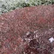 ヒメ日記 2026/02/08 21:40 投稿 水嶋　ねね 快楽園 大阪梅田