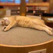 ヒメ日記 2026/02/22 23:42 投稿 水嶋　ねね 快楽園 大阪梅田