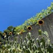 ヒメ日記 2025/07/26 08:37 投稿 かいな 横浜ハッピーマットパラダイス