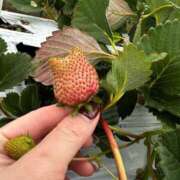 ヒメ日記 2025/03/03 06:22 投稿 優月ゆみか 全裸美女からのカゲキな誘惑