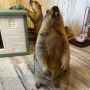 ヒメ日記 2025/09/30 08:19 投稿 優月ゆみか 全裸美女からのカゲキな誘惑