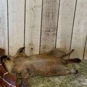 ヒメ日記 2025/10/04 10:06 投稿 優月ゆみか 全裸美女からのカゲキな誘惑