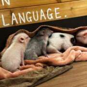 ヒメ日記 2024/12/13 15:23 投稿 駒込ゆみか THE痴漢電車.com