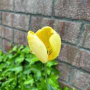 ヒメ日記 2025/04/14 09:03 投稿 駒込ゆみか THE痴漢電車.com