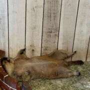 ヒメ日記 2025/10/04 10:23 投稿 駒込ゆみか THE痴漢電車.com