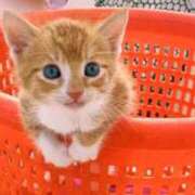 ヒメ日記 2026/03/01 07:15 投稿 あず TSUBAKI(つばき)土浦店