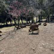 ヒメ日記 2026/02/17 21:04 投稿 ちあき 完熟ばなな梅田