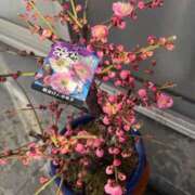 ヒメ日記 2026/02/19 21:04 投稿 ちあき 完熟ばなな梅田