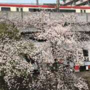 中野八千代 昨日のお礼です 五十路マダムエクスプレス船橋店(カサブランカグループ)