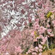 ヒメ日記 2025/04/23 19:03 投稿 桜井　あゆみ クラブ　ブレンダ茨木・枚方店