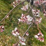 ヒメ日記 2025/03/27 16:58 投稿 ほたる ぷるるん小町日本橋店