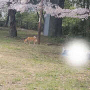 ヒメ日記 2024/04/08 08:29 投稿 しらゆり 奥鉄オクテツ大阪