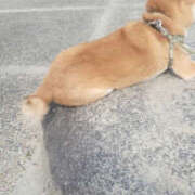 ヒメ日記 2025/02/19 11:27 投稿 しらゆり 奥鉄オクテツ大阪