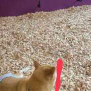 ヒメ日記 2025/10/13 20:38 投稿 しらゆり 奥鉄オクテツ大阪