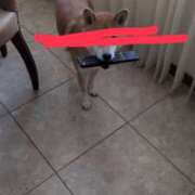 ヒメ日記 2025/11/21 08:41 投稿 しらゆり 奥鉄オクテツ大阪