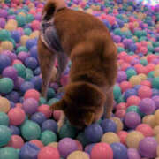 ヒメ日記 2025/12/11 15:28 投稿 しらゆり 奥鉄オクテツ大阪