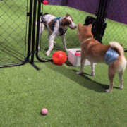 ヒメ日記 2025/12/23 08:16 投稿 しらゆり 奥鉄オクテツ大阪