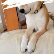 ヒメ日記 2025/12/29 07:02 投稿 しらゆり 奥鉄オクテツ大阪