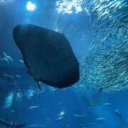 ヒメ日記 2025/10/11 21:52 投稿 さおり 横浜パフパフチェリーパイ