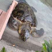 ヒメ日記 2025/10/24 20:12 投稿 さおり 横浜パフパフチェリーパイ